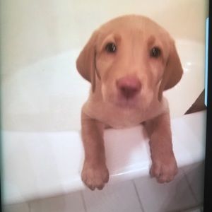 Meet your Posher, Matthew